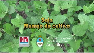 Manejo en soja Fisiología y nutrición [upl. by Missak434]