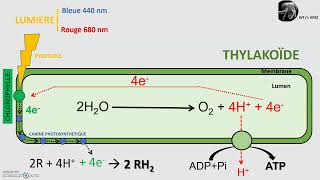 La phase photochimique de la photosynthèse dans le chloroplaste [upl. by Acenahs]