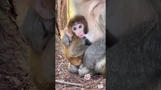 Good Monkey Awesome Monkey Wild Monkeys Outdoors Interesting Animal Behaviors Top Animal 94 [upl. by Casanova]