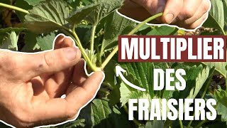 Tuto jardin  Comment démultiplier des fraisiers [upl. by Imled304]