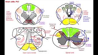 Medulla oblongata simplified sections of internal structure [upl. by Orpha]