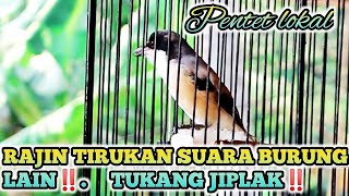 PENTEN RAJIN TIRUKAN SUARA BURUNG LAIN ‼️BURUNG TUKANG JIPLAK ‼️ [upl. by Couhp18]