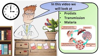 GCSE Biology Protist Diseases Revision [upl. by Nodnil]