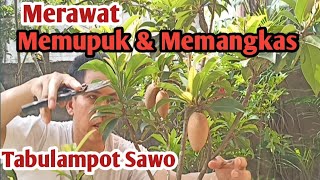 RAHASIA MEMBUAHKAN SAWO DALAM POT tabulampotsawo [upl. by Karlen]