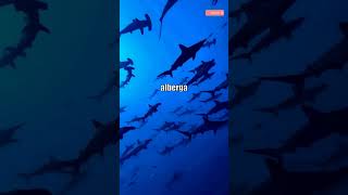 Vista 360° 🦈👀 Tiburón Curiosidad [upl. by Onitnevuj]