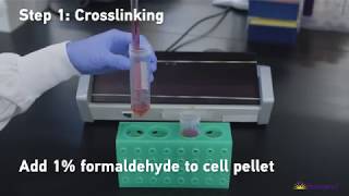 BioLegend’s Tools for Chromatin Immunoprecipitation ChIP Assays [upl. by Marion]