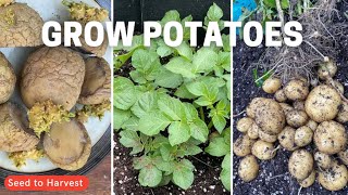 Grow potatoes in grow bags [upl. by Oirom]