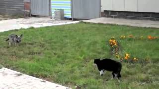 gato vs perro final EPICO videos de risa humor graciosos 2013 HD [upl. by Meeharb]