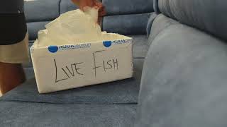 Live fish delivery Unboxing video Customer reaction  Aquastorein  Golden Pearl Arowana [upl. by Larok]