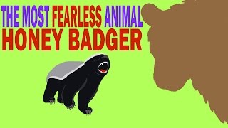 The most Fearless animal  Honey Badger [upl. by Ayojal]