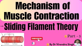 Sliding Filament Theory of Muscle Contraction  BSc 2 M Sc 1 sem  NEET and other etc [upl. by Reddy]