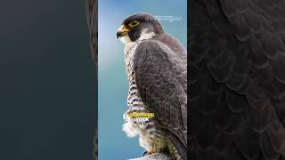 Peregrine falcon Fastest Bird on Earth falcon shorts peregrinefalcon birds [upl. by Henni]