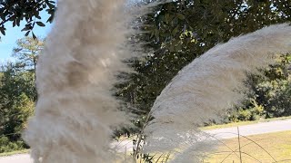 Pampas grass Cortaderia selloanaperennial grassPastelpaletteYT [upl. by Formenti472]