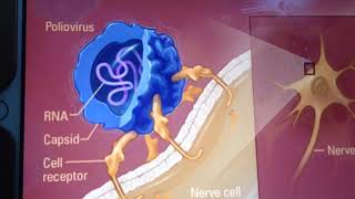 Poliomyelitis pathophysiology signs and symptoms part 1 [upl. by Adnohser537]