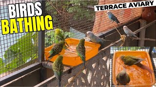 Birds bathing in terrace aviary budgies  love birds [upl. by Aylatan965]