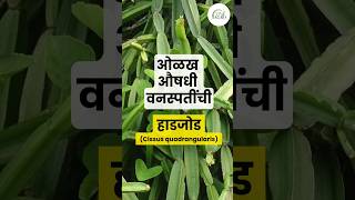 हाडजोड  Cissus quadrangularis  औषधी वनस्पती  Medicinal plant [upl. by Ehcor]