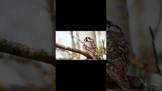 Northern Hawk Owl Hökuggla wildlifephotography owl northernhawkowl birdphotography [upl. by Kaasi]