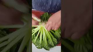 how to clean the TATSOIshortsvideo satisfyingvedio asmr asmrcooking foodlover [upl. by Nowtna18]