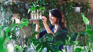 Plant propagation for beginners » 5 indoor plants [upl. by Anis]