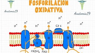 Fosforilación Oxidativa [upl. by Adnawal138]