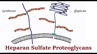 Carbohydrates Lecture 13 Heparan sulfate proteoglycans part b [upl. by Assirhc]