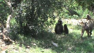 Baboon female approaches mother amp infant [upl. by Bobbye]