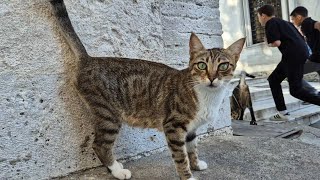 Tabby cat with beautiful green eyes [upl. by Neerroc]