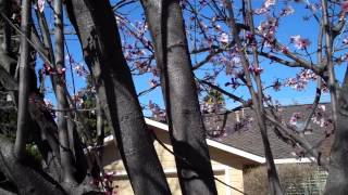 Pruning a Purple Leaf Plum [upl. by Martelli]