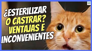 🔴 ¿CASTRAR O ESTERILIZAR A UN GATO VENTAJAS E INCONVENIENTES 🔴 [upl. by Brita]