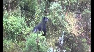 Wild mountain tapir and calf Ecuador 2011 [upl. by Keever]