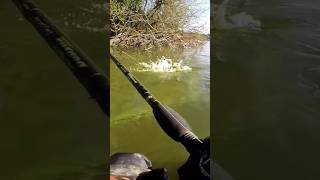 Pike fishing fishing bigpike carpfishing carp lineadepesca lucio pesca pescar fish [upl. by Seema]