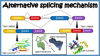 Alternative splicing  mechanism and its regulation [upl. by Niaz]