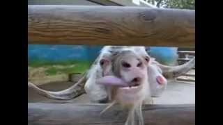 Ultimate Funny Goat Compilation [upl. by Tavis]