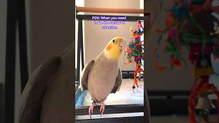 🦜Attention seeker Cody the Cockatiel adorably wolf whistles for almost half a minute [upl. by Nehgam]