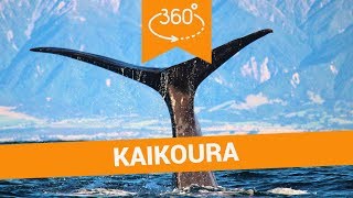 🥽 Things to Do in Kaikoura in 360  New Zealand VR [upl. by Micky]