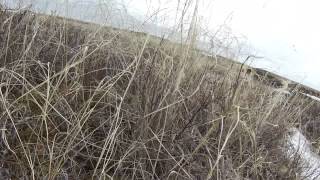 Shooting geese near bethel Alaska [upl. by Onitrof]