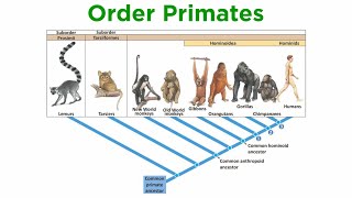 The Origin of Primates [upl. by Tnilc557]