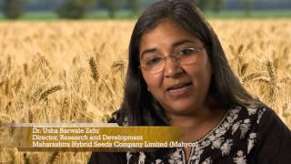 Wheat in India and the Legacy of Dr Norman Borlaug [upl. by Consuela]