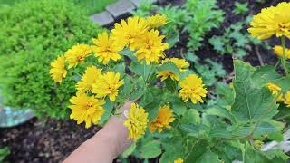 Heliopsis helianthoides Summer Sun  False Sunflower  Oxeye Daisy  Rough Heliopsis [upl. by Iahk771]