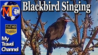 Mierla neagra  blackbird singing ✔ [upl. by Scammon]