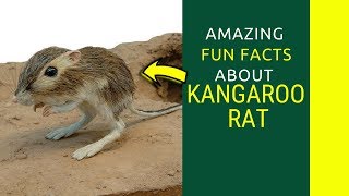 7 Things Everyone Knows About kangaroo rat facts for kids That You Dont Amazing Facts about the Ka [upl. by Wenona782]