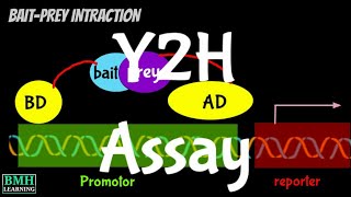 Yeast Two Hybrid System  Y2H System  Yeast Two Hybrid Assay [upl. by Patt]