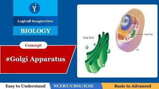 Golgi Apparatus Structure and Function Explained logicalimagination1 [upl. by Kristianson469]