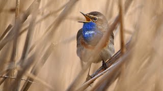 Bird sounds – Whitespotted bluethroat Luscinia svecica cyanecula [upl. by Healy]