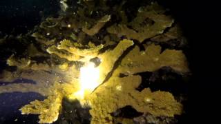 Elkhorn Coral Spawning off Key Largo [upl. by Devona]