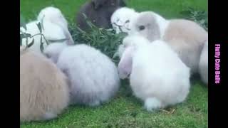 Cute Holland Lop Rabbits Enjoying Outdoor Time [upl. by Kared625]