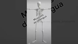 musculosdelalengua medicinauy anatomy medicina anatomia anatomiahumana medstudent [upl. by Nalac]