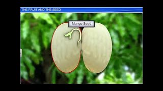 CBSE Class 11 Biology  The Fruit and the Seed  By Shiksha House [upl. by Eseeryt123]