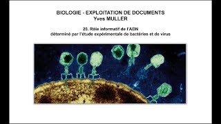 20 Rôle informatif de l’ADN déterminé par létude expérimentale de bactéries et de virus [upl. by Uyekawa864]