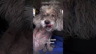 Deadliest pet disease sarcoptic mange [upl. by Galanti989]